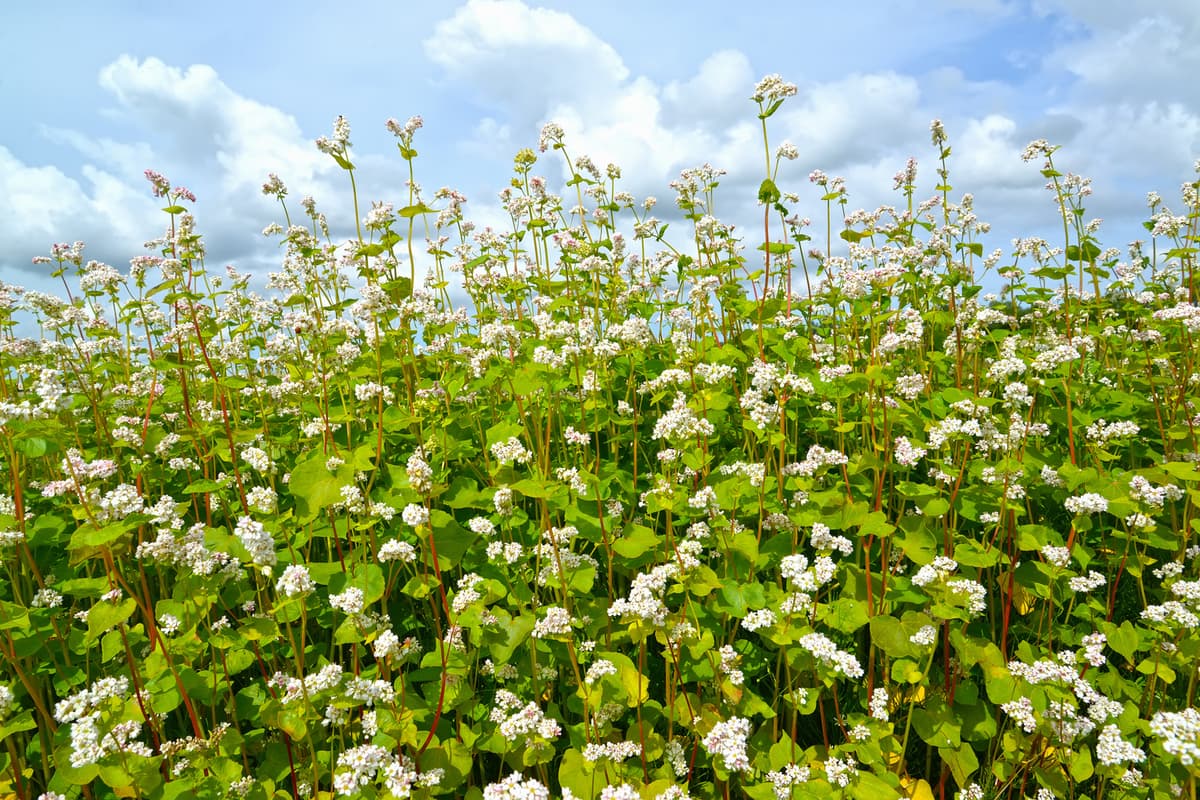 Why Buckwheat Is Totally Underrated