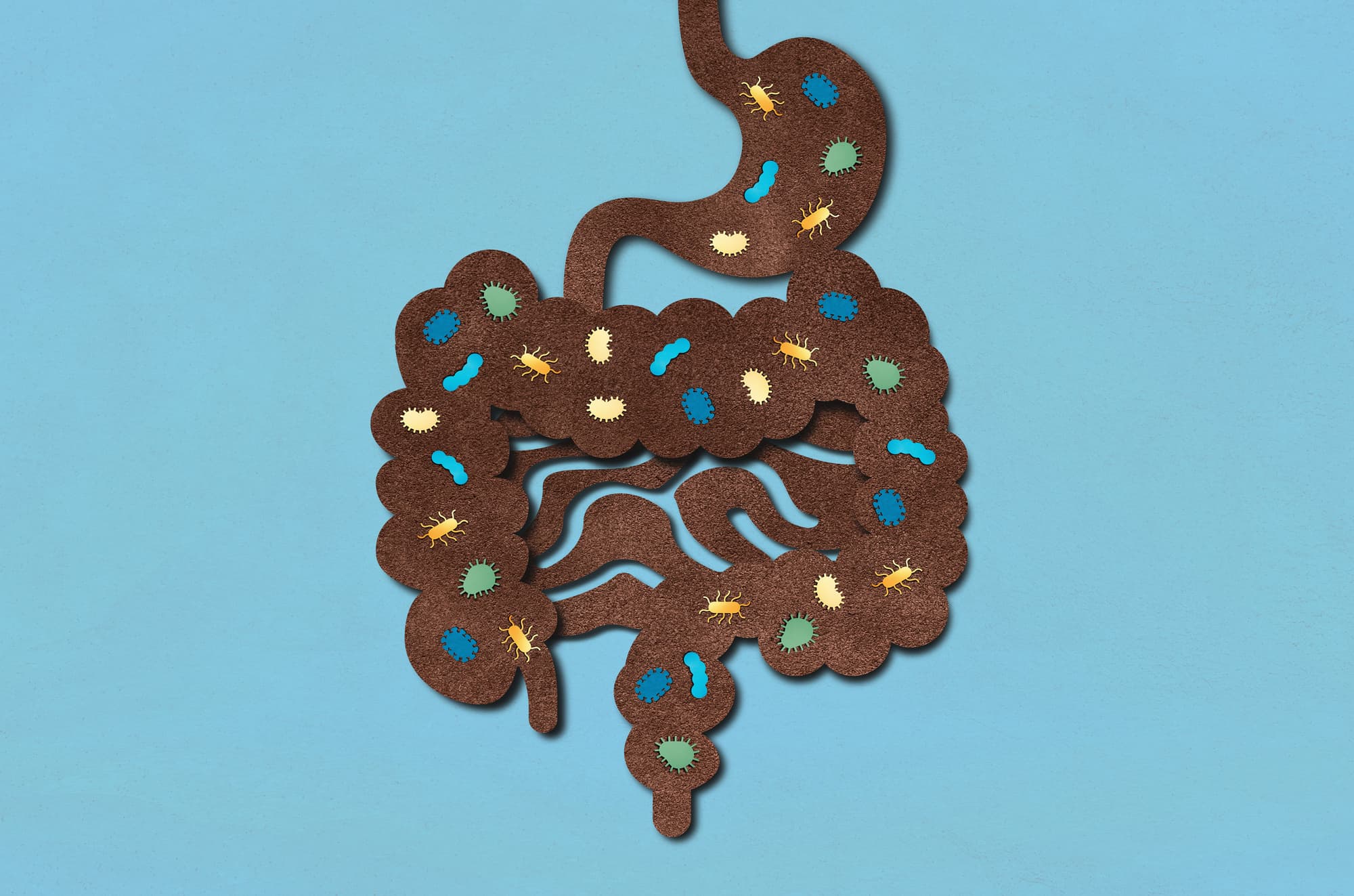 Weight Loss and Gut Health: Why Your Microbiome Matters